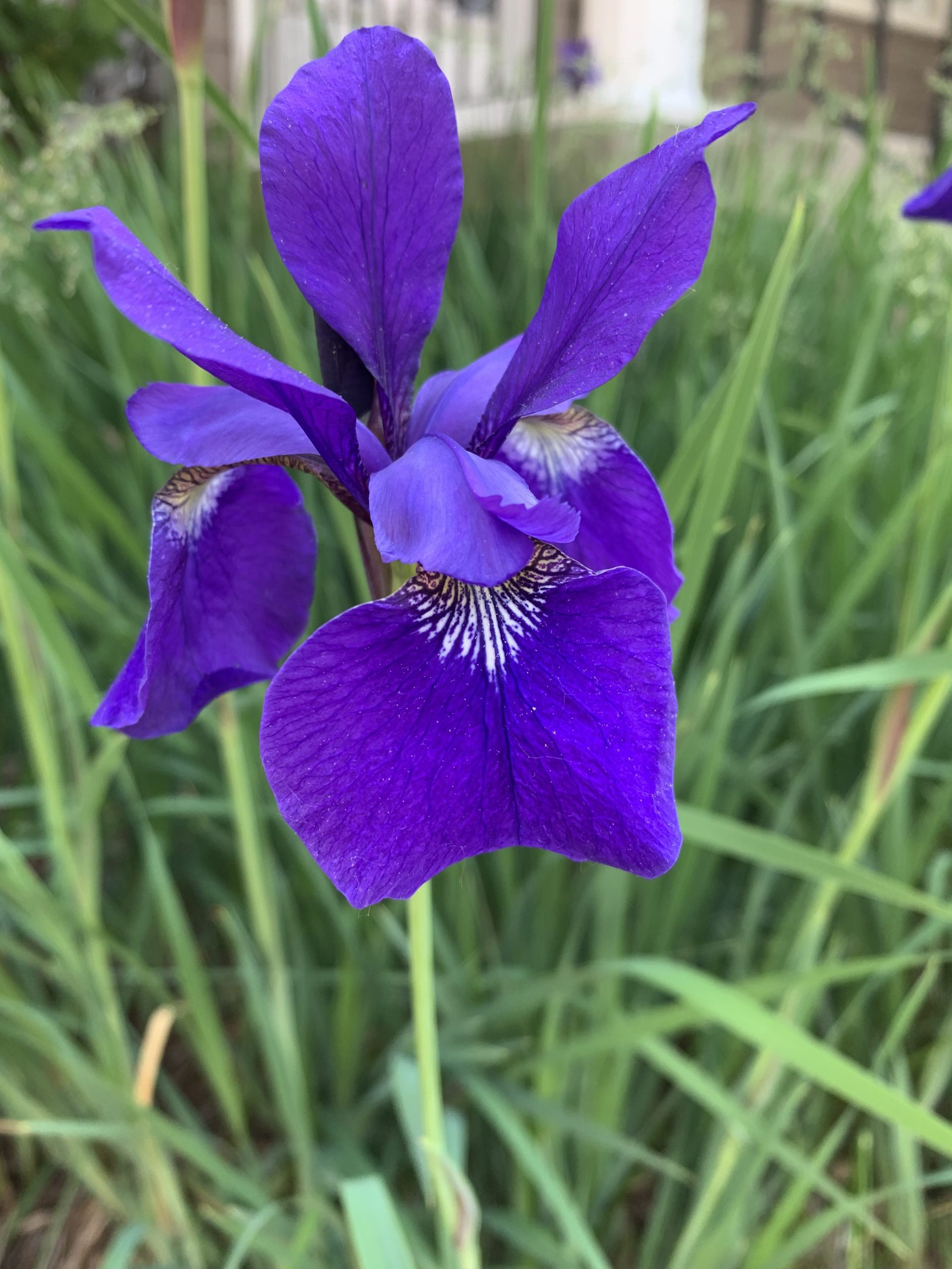 Iris Blossom